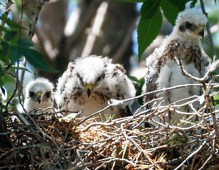 colorado coopers hawk three chicks