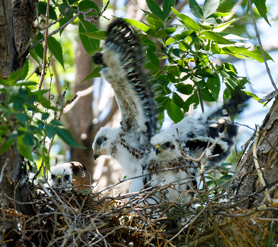 cooper's hawk chick wing flapping