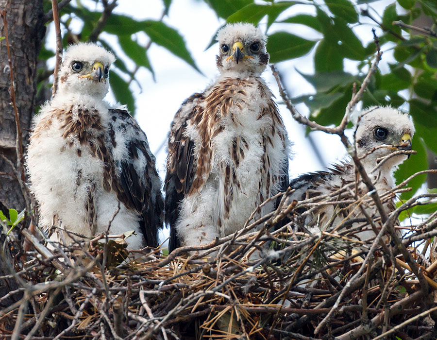 Cooper's hawk nest hawklets