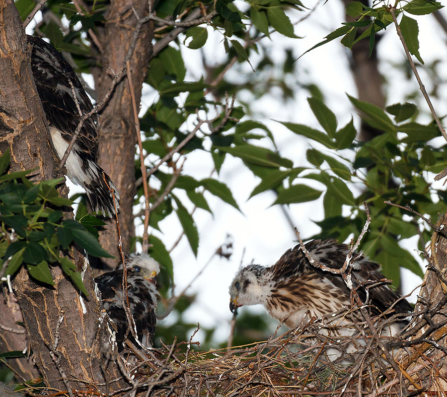 lafayette colorado coopers hawk chicks out of nest