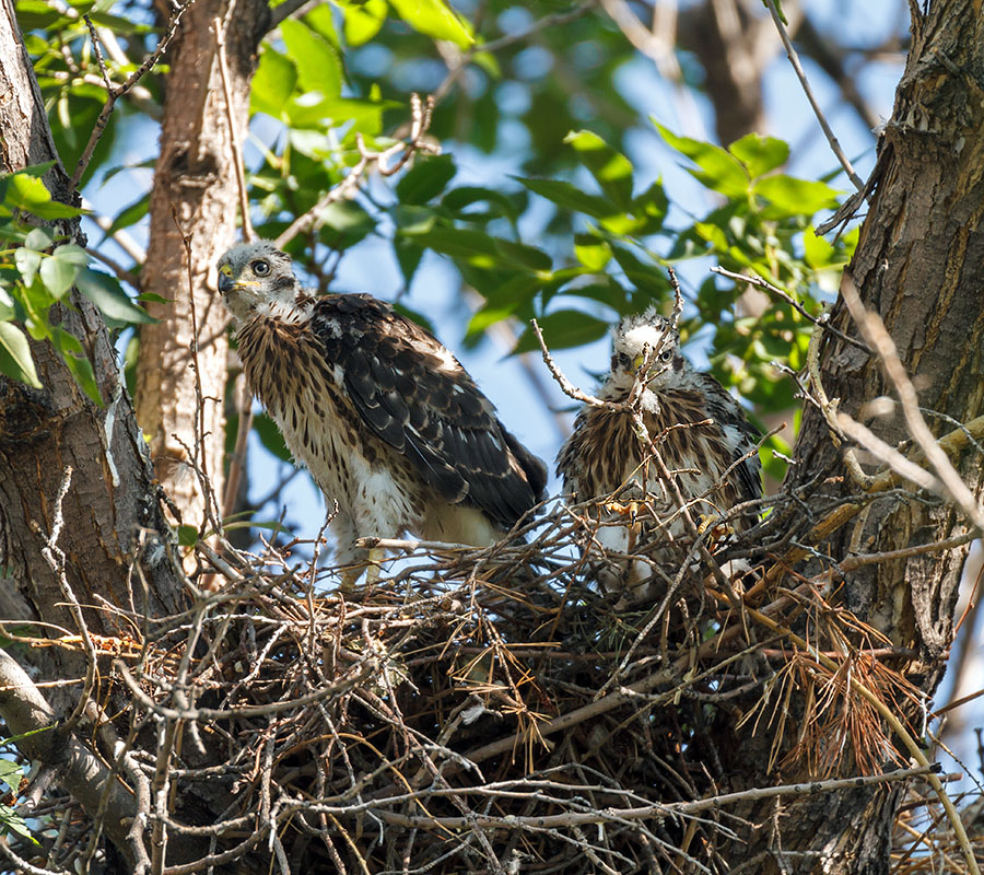 coopers hawk night wide