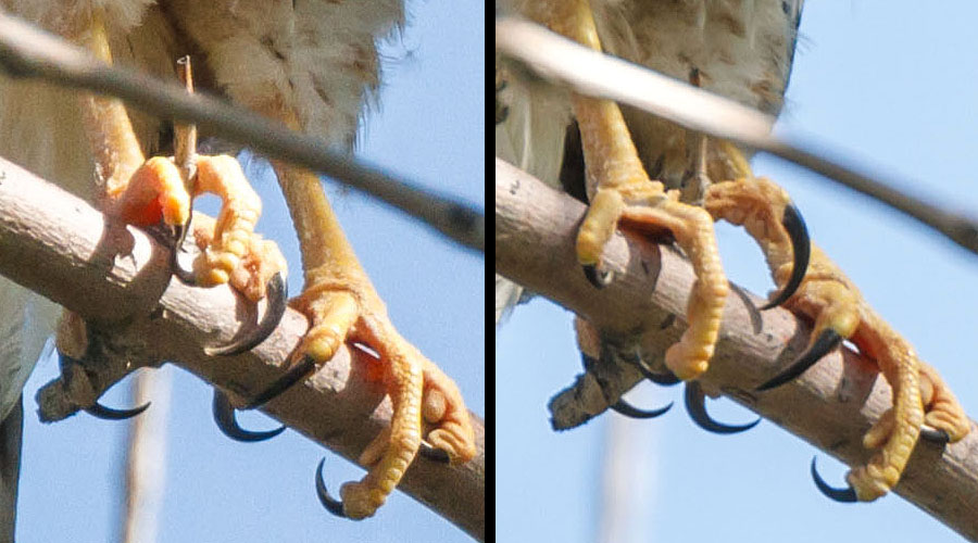 coopers hawk talons