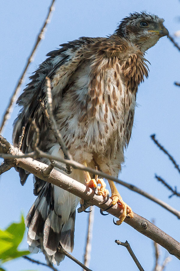 cooper's hawk fledged