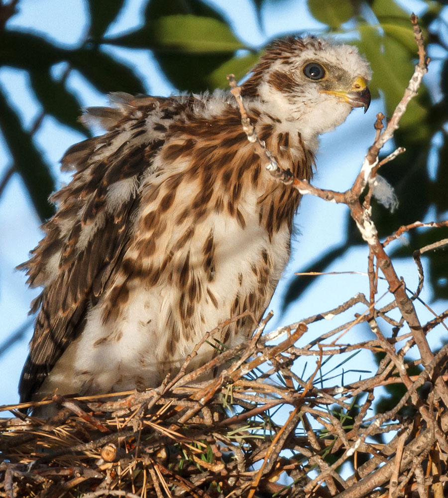 coopers hawk night close