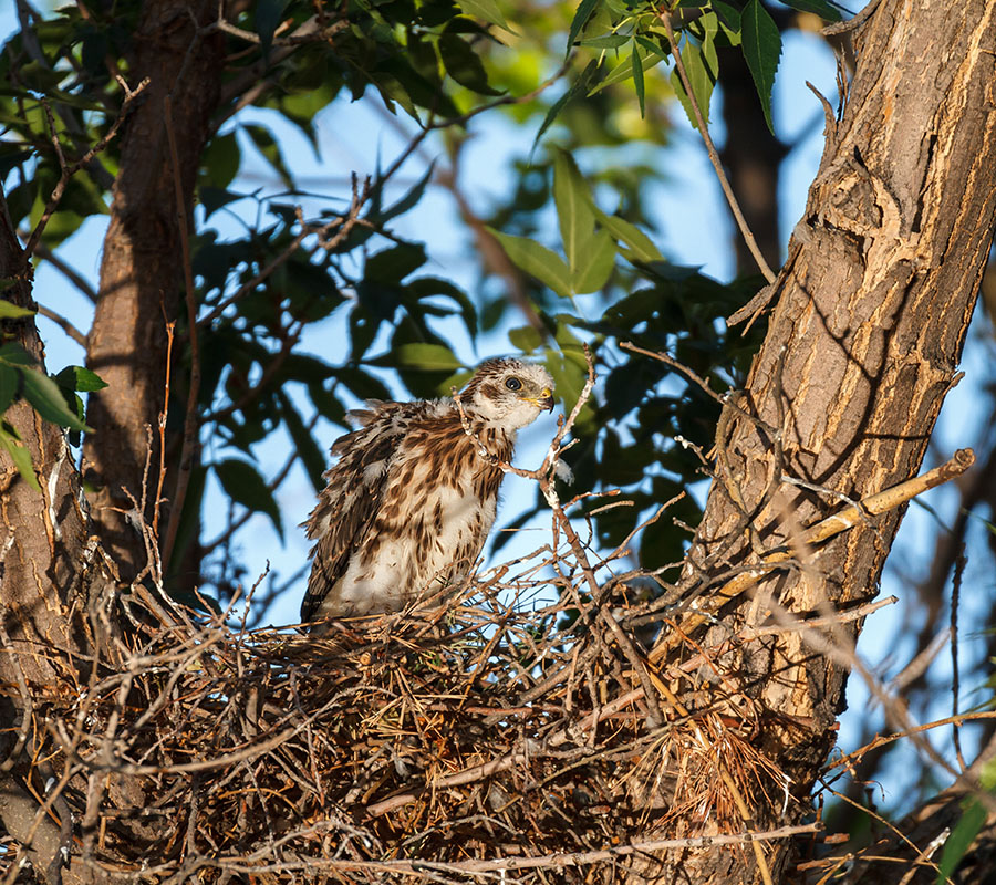 coopers hawk night wide