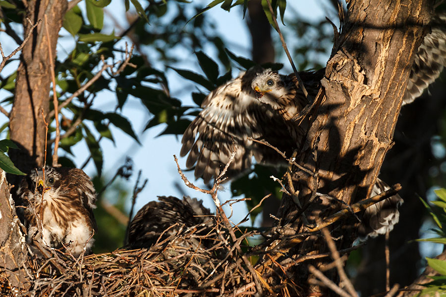 coopers hawk night spread wings