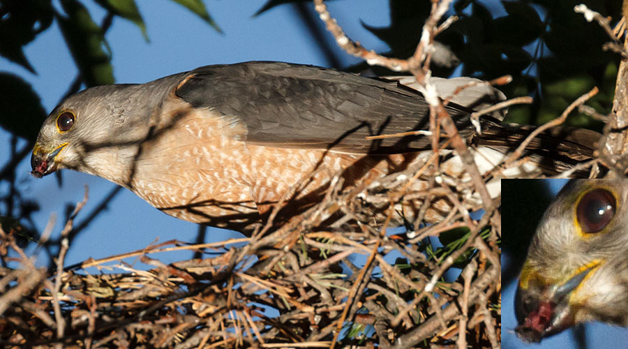 coopers hawk night adult in nest