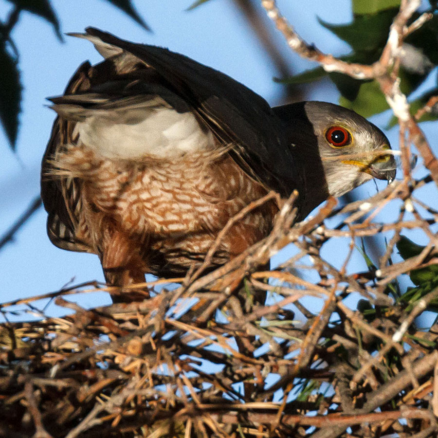 coopers hawk adult backside