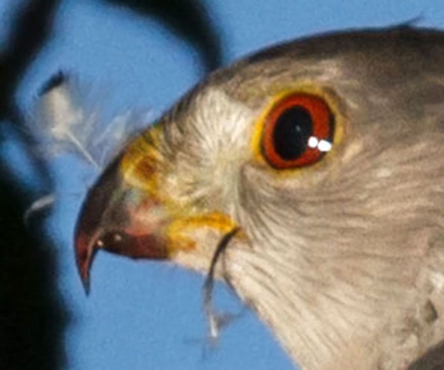 coopers hawk adult dinner closeup