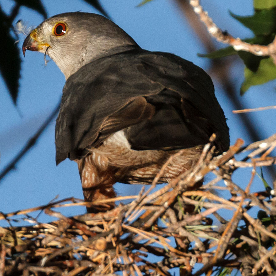 coopers hawk adult dinner