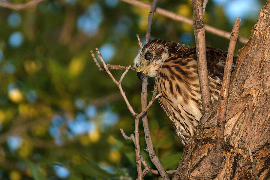 Colorado Cooper's Hawk WOW!