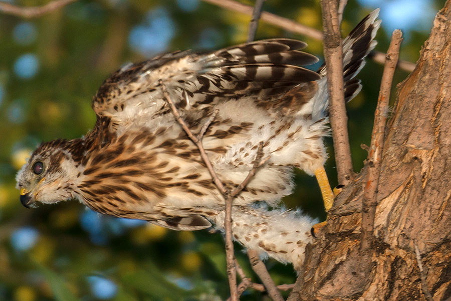 cooper's hawk fledged