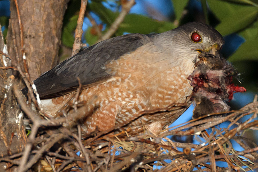 cooper's hawk fledged