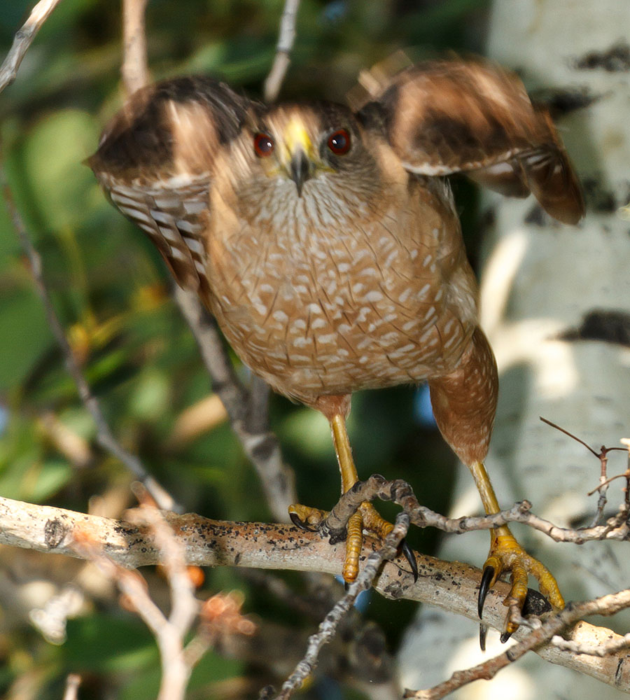 coopers hawk adult takes flight