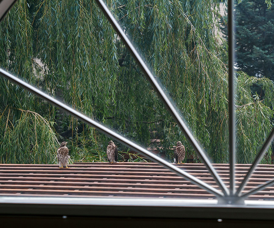 lafayette colorado cooper's hawk window pergola