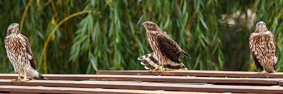 lafayette colorado cooper's hawk pergola a0