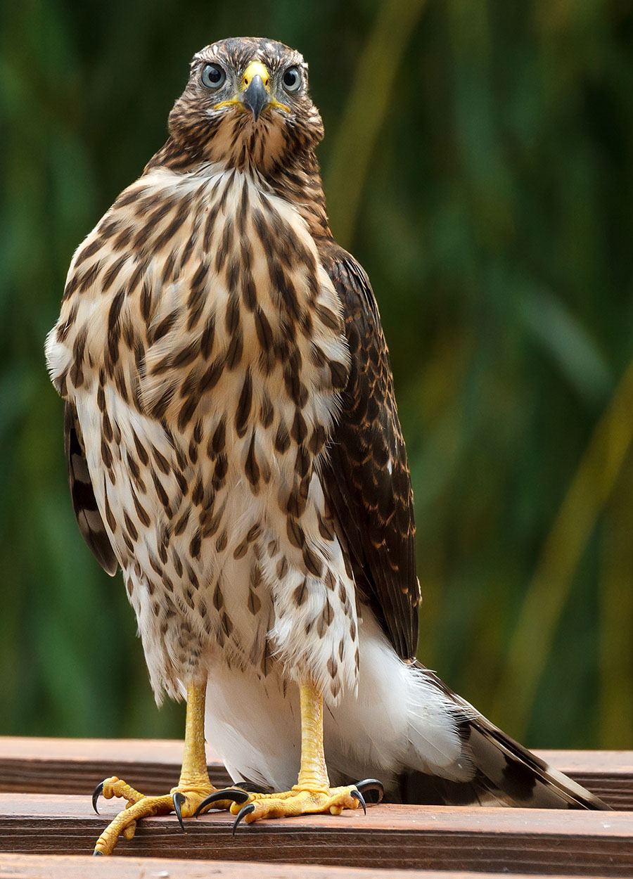 lafayette colorado cooper's hawk pergola a2