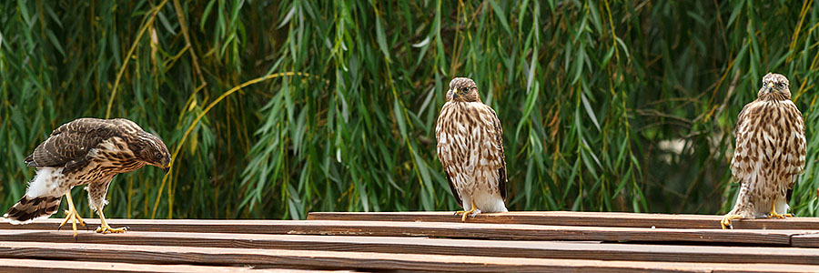 lafayette colorado cooper's hawk pergola a1