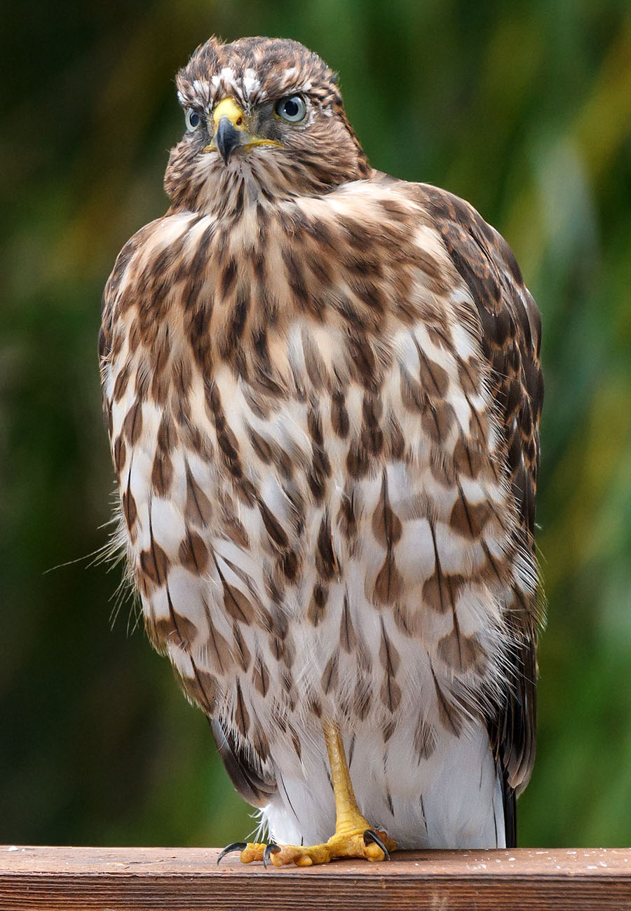 lafayette colorado cooper's hawk pergola a3