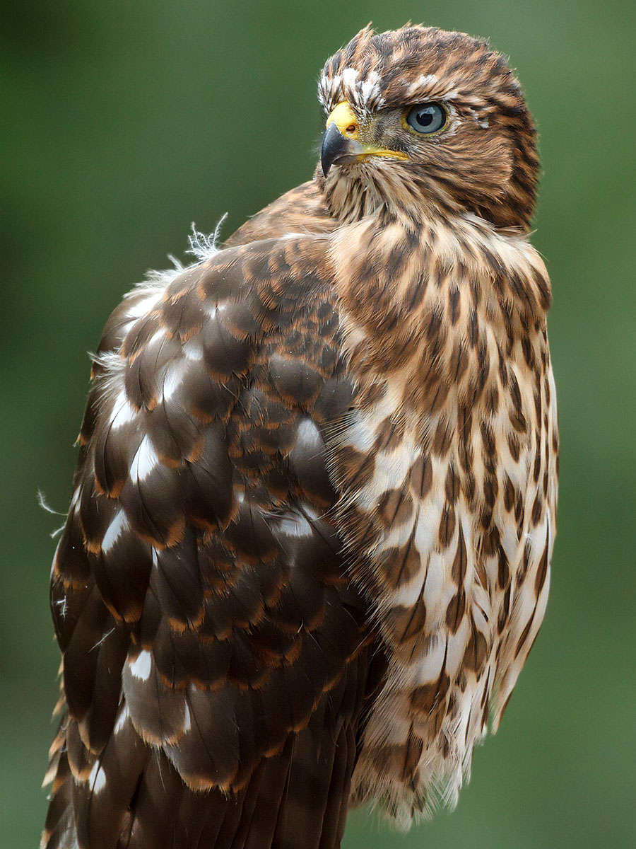 lafayette colorado cooper's hawk pergola a4