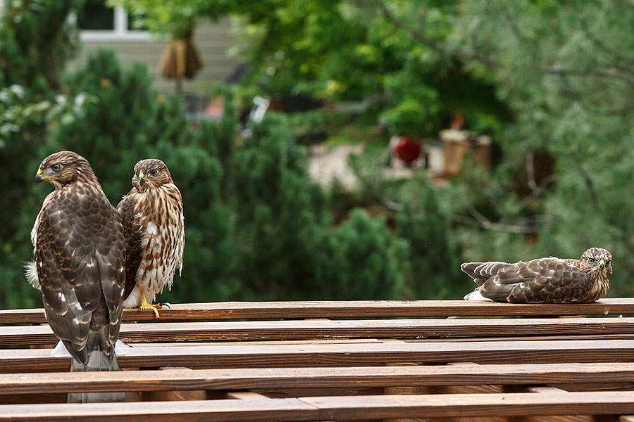 lafayette colorado cooper's hawk pergola a6