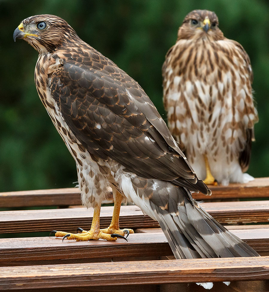 lafayette colorado cooper's hawk pergola a0