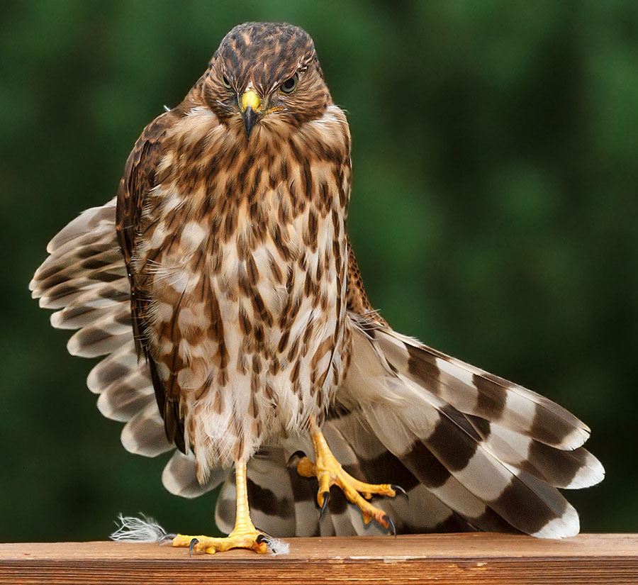 lafayette colorado cooper's hawk pergola a8