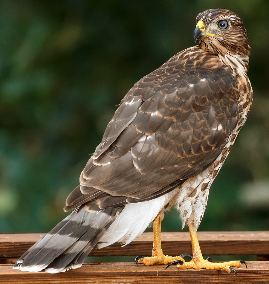 lafayette colorado cooper's hawk pergola a9