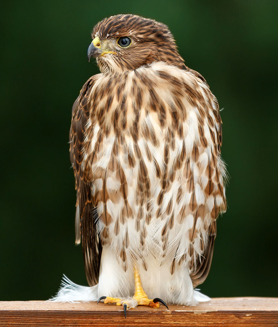 lafayette colorado cooper's hawk pergola b1