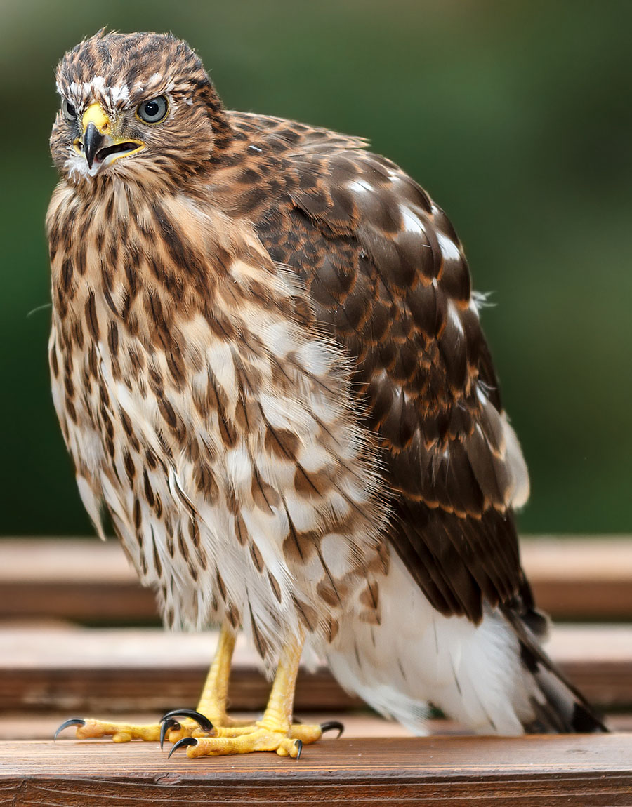 cooper's hawk chick