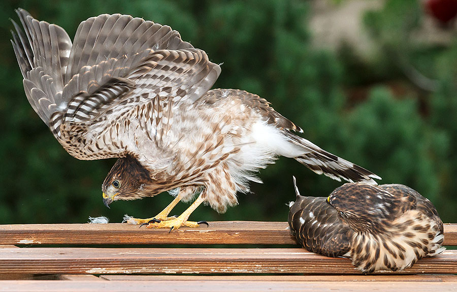 cooper's hawk fledged