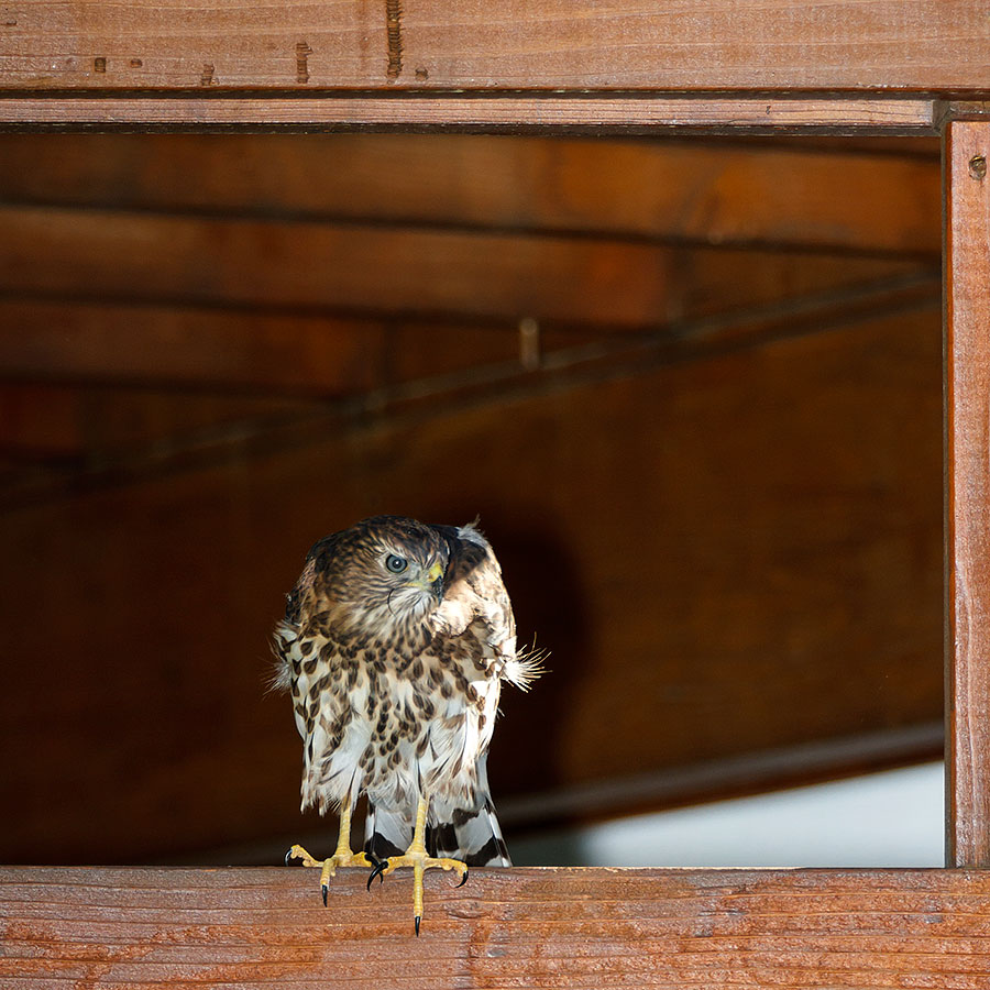 lafayette colorado cooper's hawk pergola below 1