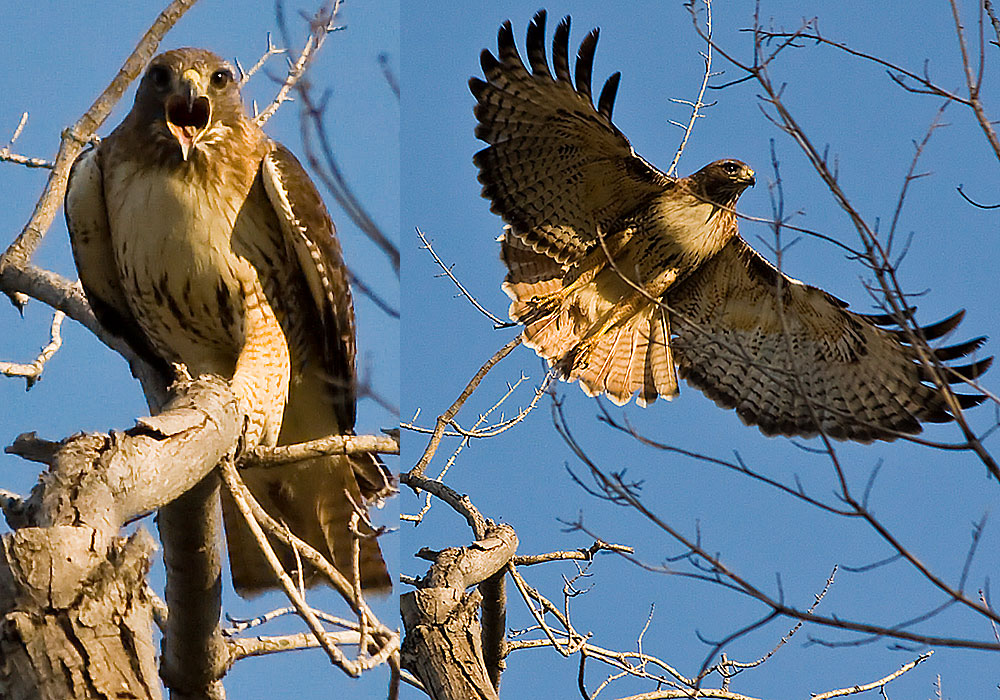 red tailed hawk lift off