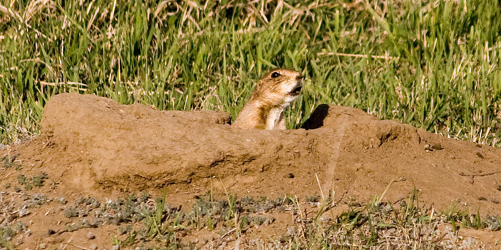 prairie dogs