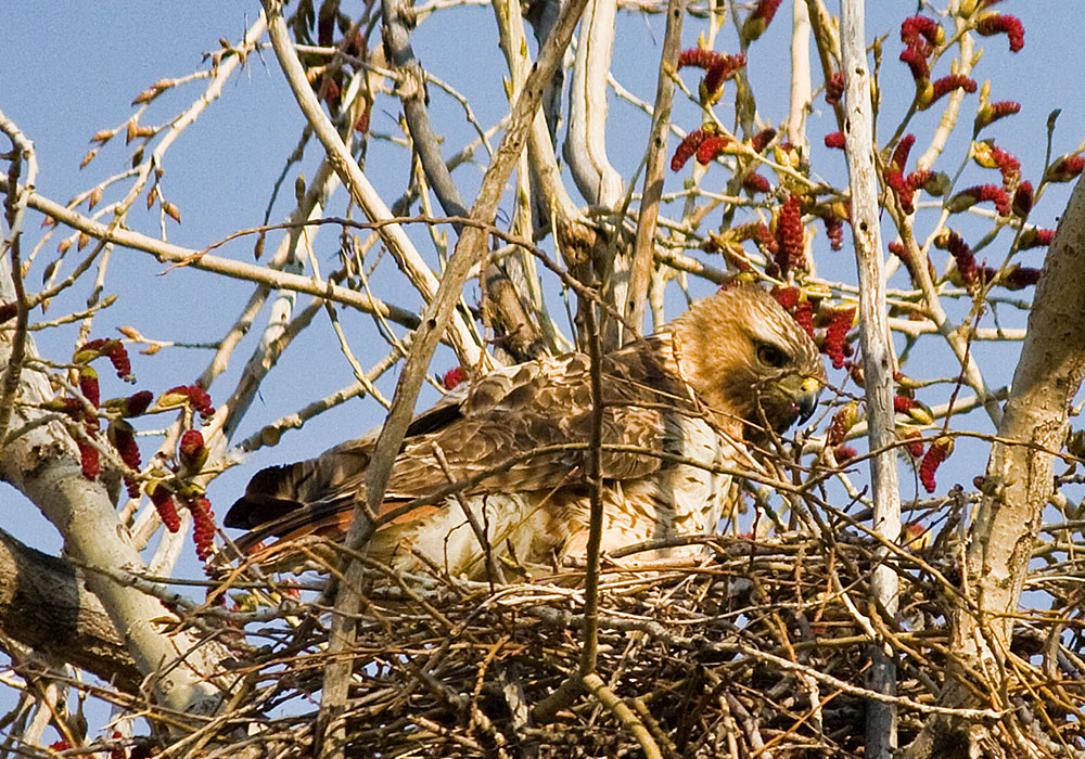 colorado red tailed hawk 0