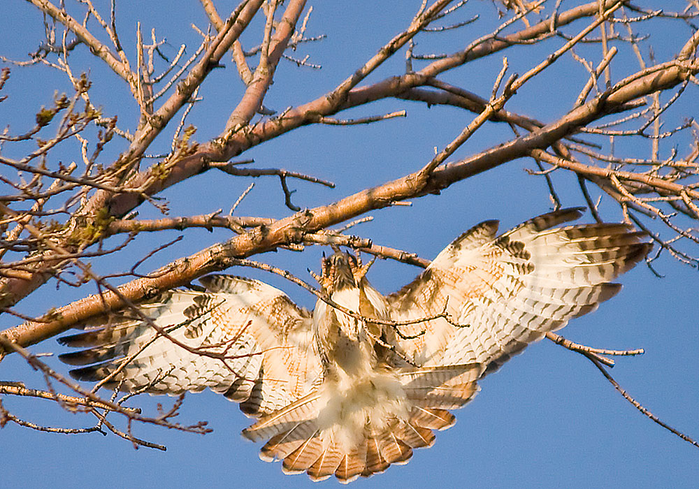 colorado red tailed hawk 0