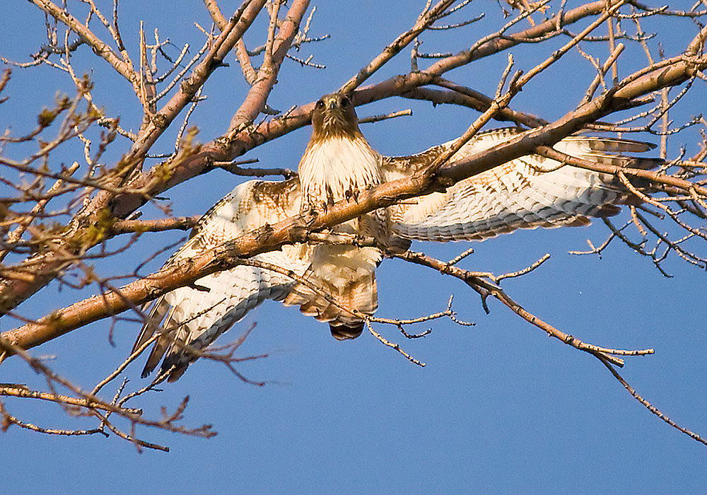 colorado red tailed hawk 1