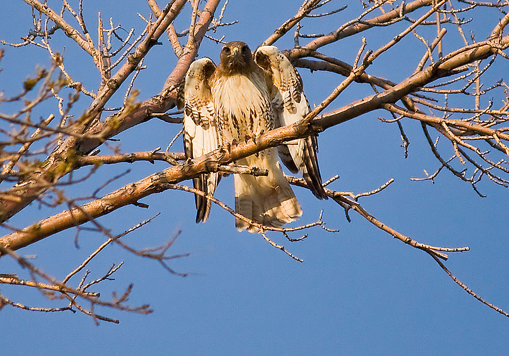 colorado red tailed hawk 2