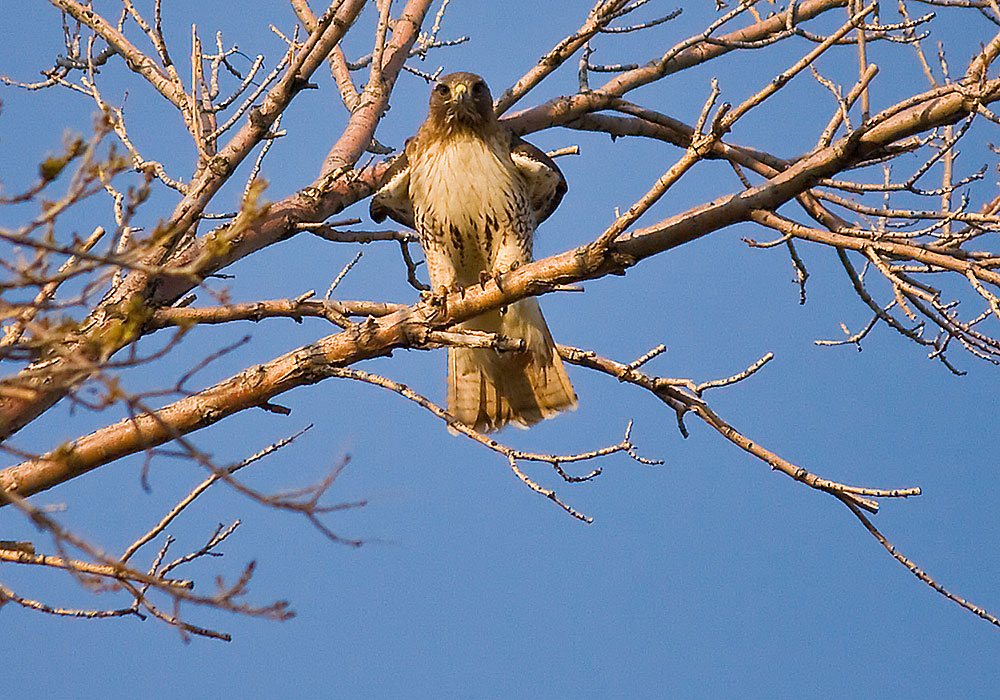 colorado red tailed hawk 3