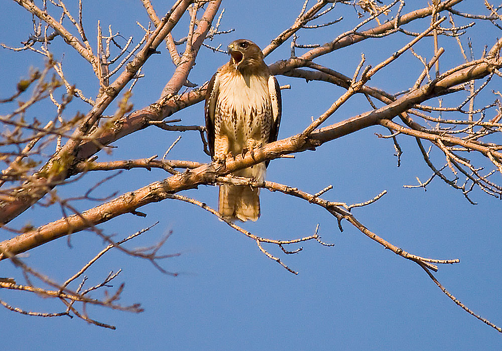 colorado red tailed hawk 4