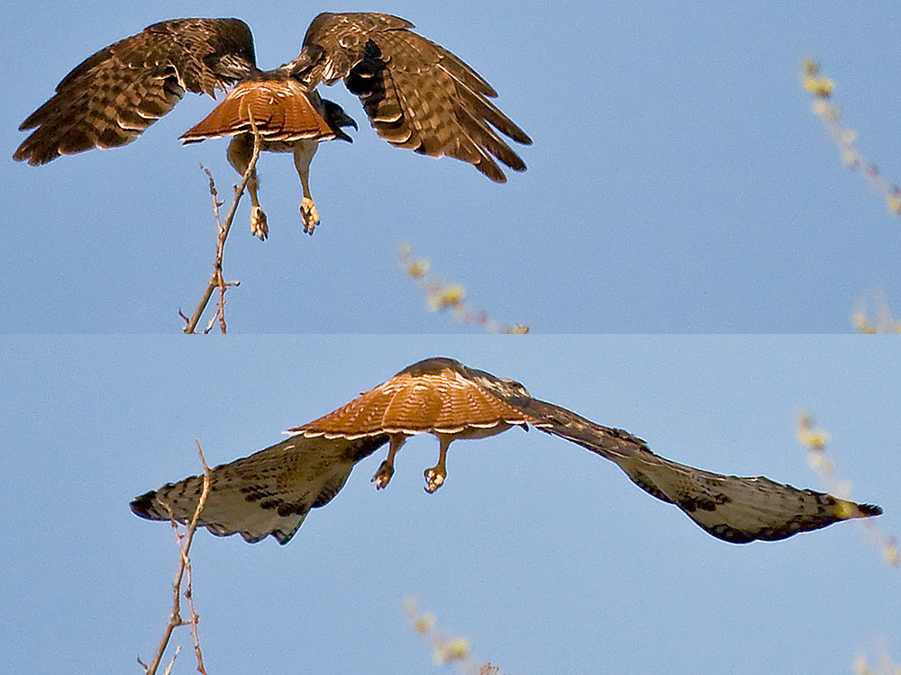 red tailed hawks back side