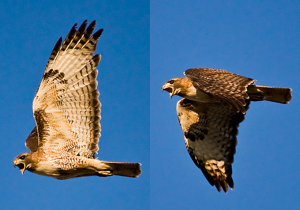 red tailed hawk fly noise