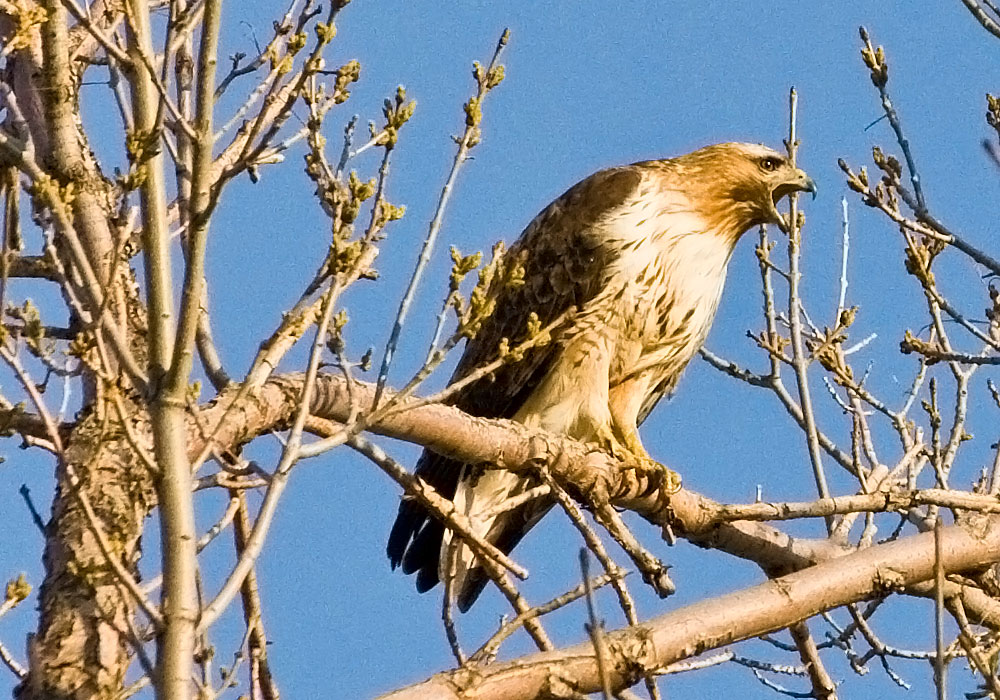 red tailed hawk perch
