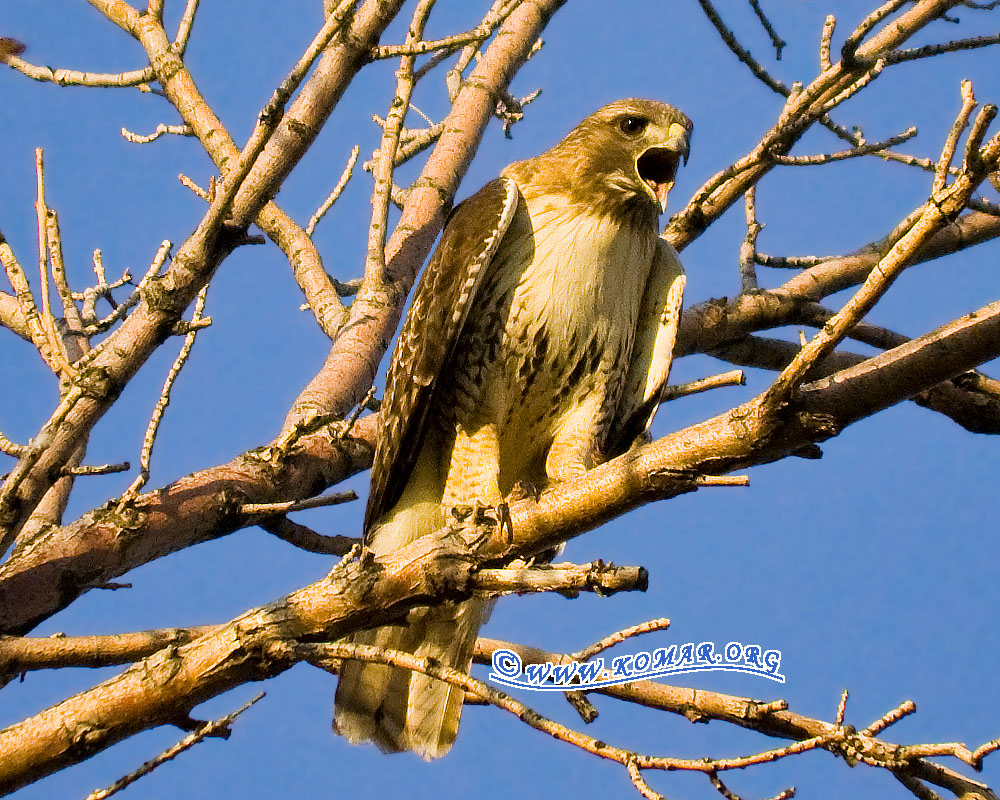 colorado red tailed hawk perch