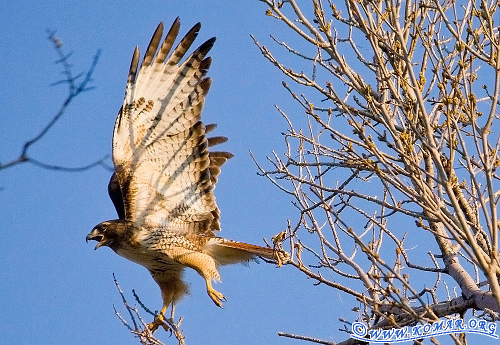 red tailed hawk takeoff