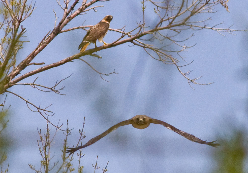 colorado red tailed hawk two