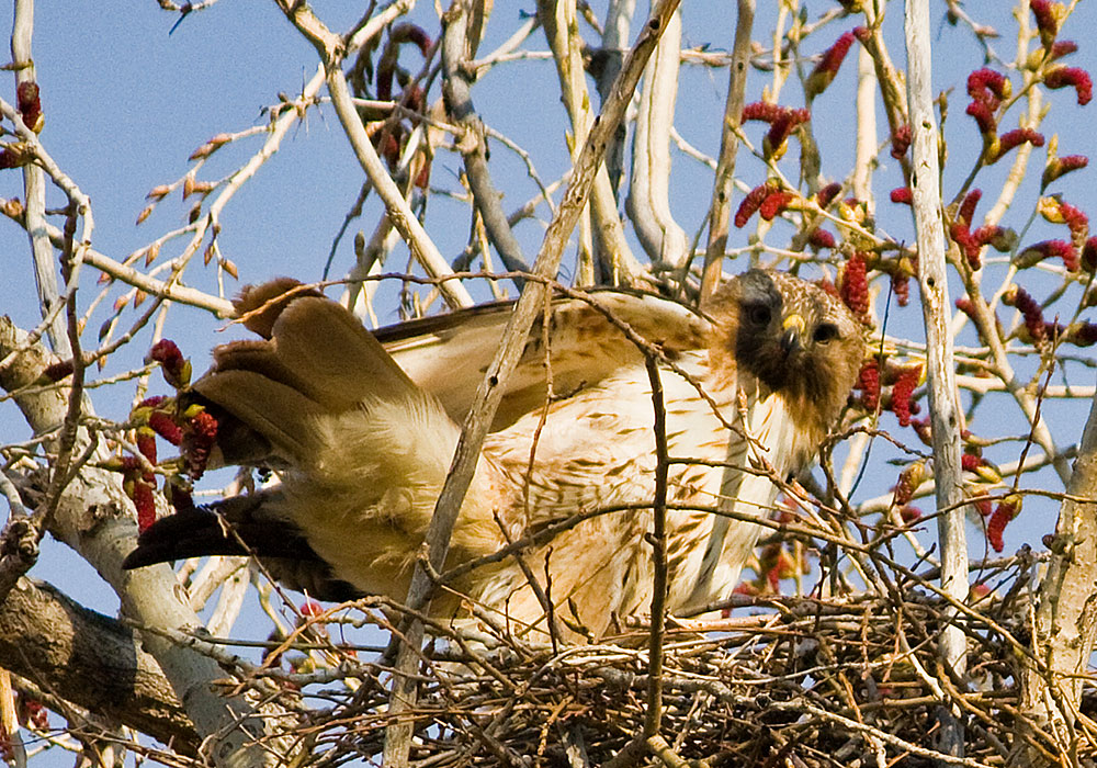 colorado red tailed hawk 1