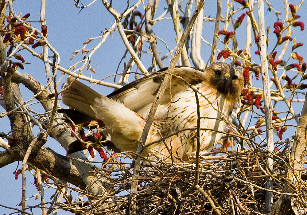 colorado red tailed hawk 2