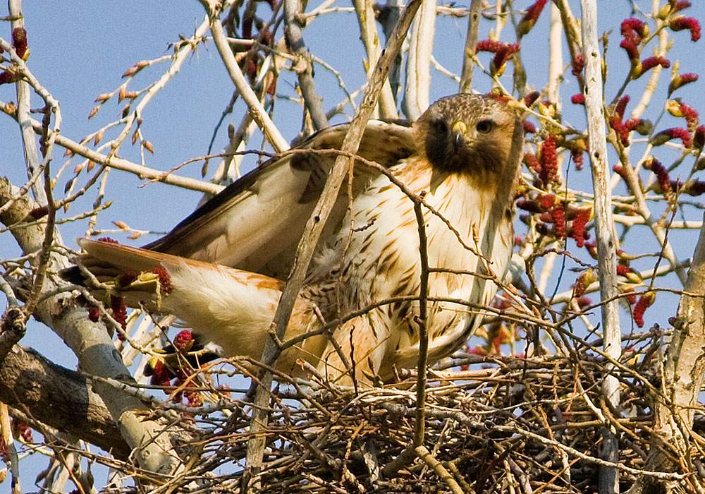 colorado red tailed hawk 3