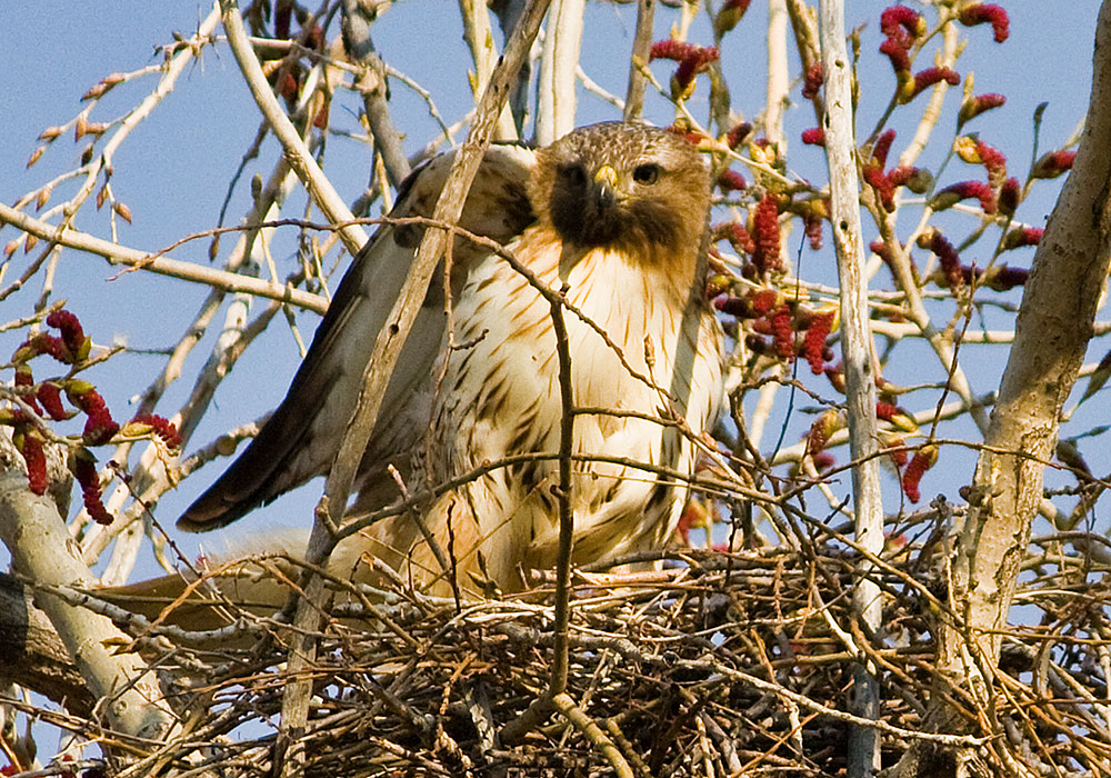 colorado red tailed hawk 4